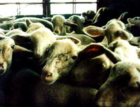 Breeding, transport and slaughter of sheep 3 [ 46.71 Kb ]