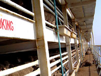 Breeding, transport and slaughter of sheep 11 [ 53.22 Kb ]