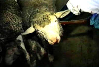 Breeding, transport and slaughter of sheep 13 [ 37.67 Kb ]