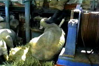 Breeding, transport and slaughter of sheep 14 [ 58.98 Kb ]