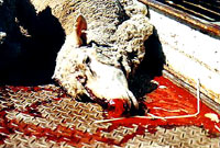 Breeding, transport and slaughter of sheep 15 [ 51.30 Kb ]
