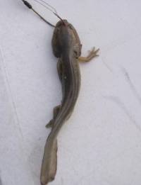Salamander - photo provided by Matt Ellerbeck [ 33.48 Kb ]