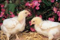 Two chicks [ 439.09 Kb ]