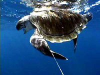 Sea turtle [ 21.77 Kb ]