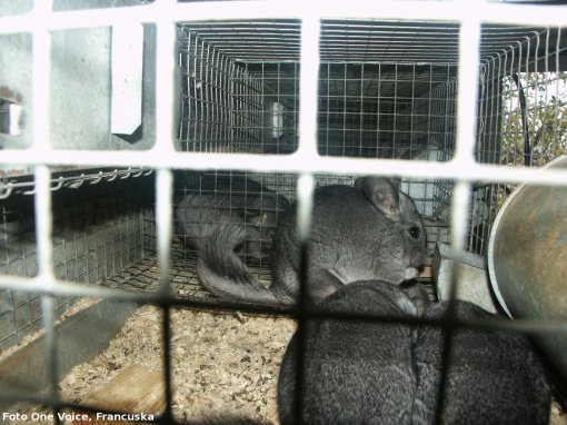 chinchillas in cage - fur farming, photo: One Voice, France [ 735.73 Kb ]