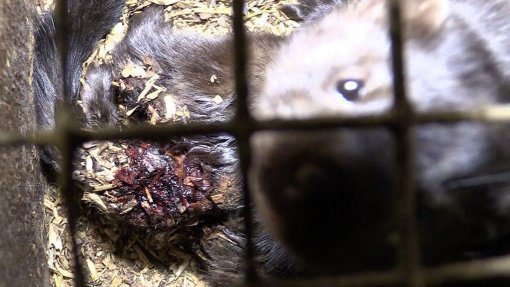 Belgium Against Fur Farming, Photo: Animal Rights NL / BE [ 125.81 Kb ]