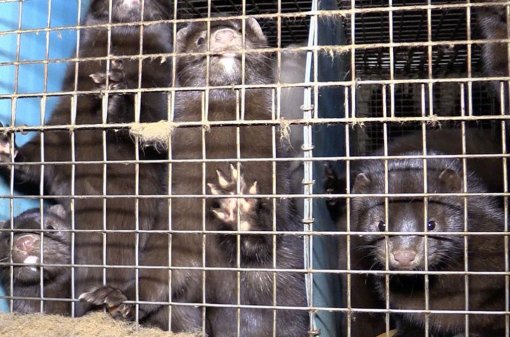 Belgium Against Fur Farming, Photo: Animal Rights NL / BE [ 169.62 Kb ]