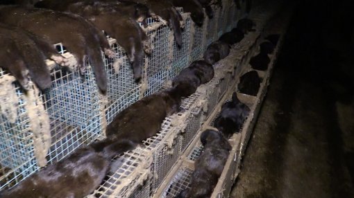 Belgium Against Fur Farming, Photo: Animal Rights NL / BE [ 121.72 Kb ]