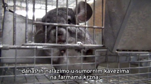 Chinchilla in a cage [ 137.05 Kb ]