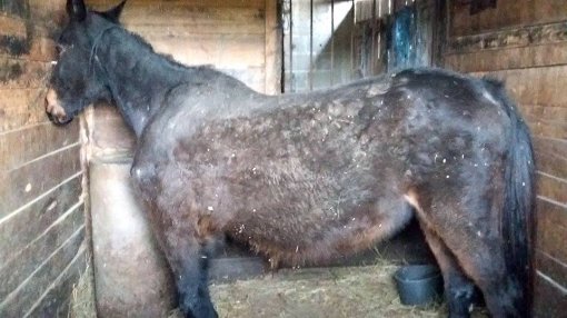 neglected horse from Oroslavlje [ 93.82 Kb ]