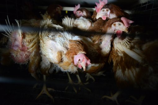 World Day for Farmed Animals, photo: Jo-Anne McArthur for We Animals [ 432.03 Kb ]