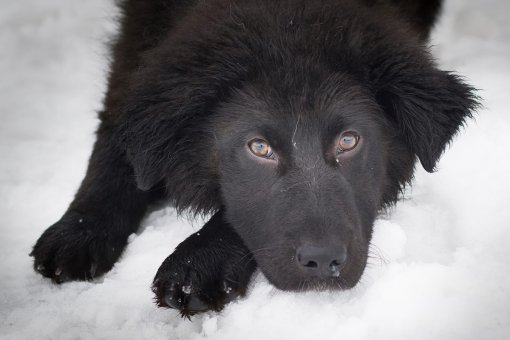 Abandoned dog [ 113.38 Kb ]