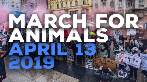March for animals 2019. [ 1.13 Mb ]