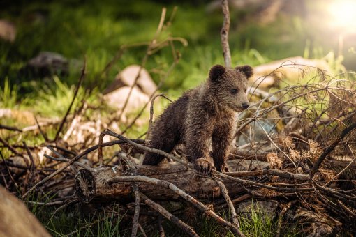 Little brown bear cub [ 389.31 Kb ]
