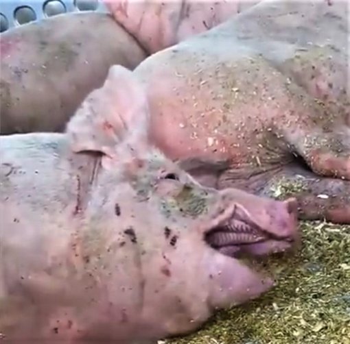 transport_svinje-Toronto Pig Save [ 120.52 Kb ]