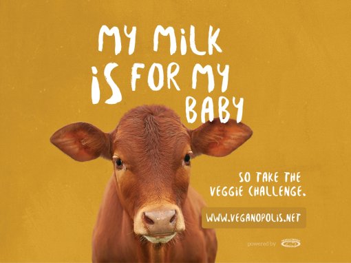My milk is for my baby [ 848.44 Kb ]