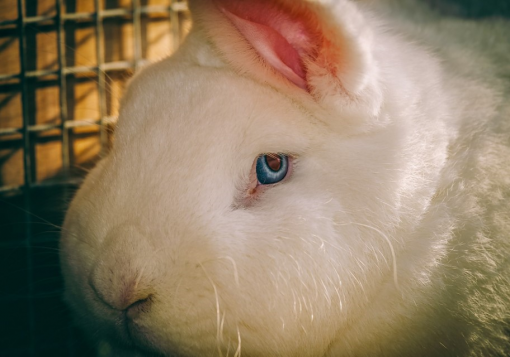 rabbit used for cosmetics [ 674.60 Kb ]