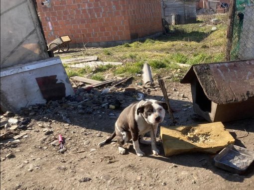 neglected dog [ 259.96 Kb ]