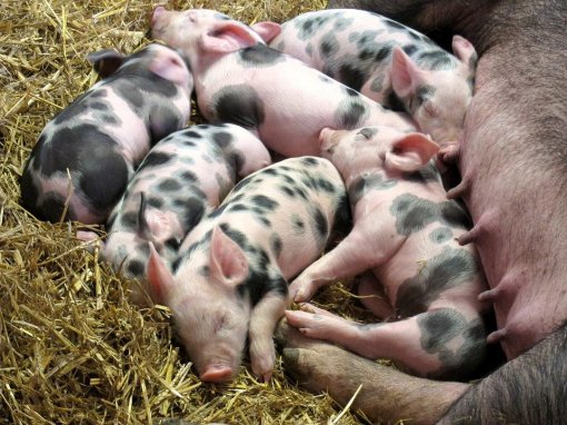 pig and her piglets [ 154.21 Kb ]