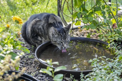 Cat drinking water [ 247.52 Kb ]