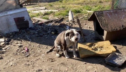 dog on a chain [ 230.30 Kb ]