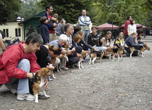 Reunion of the beagles 5