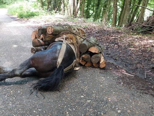 horse abuse [ 385.90 Kb ]