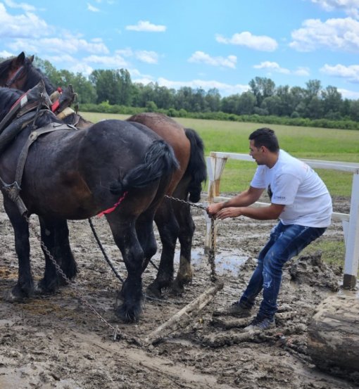 horse pulling a log [ 164.31 Kb ]