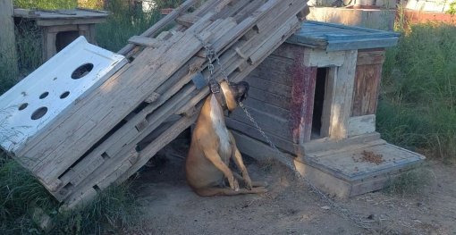 split_strangled dog [ 192.17 Kb ]