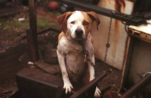 Chained dog