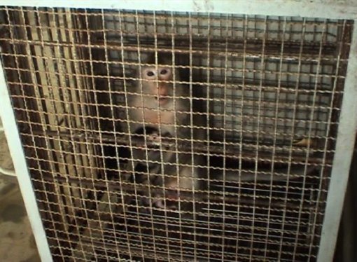 Primates on a farm in Vietnam 3