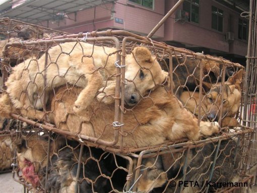 Chinese fur industry 1