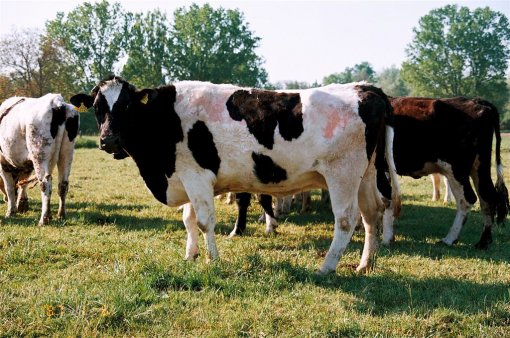 Cows on Bio Farm 5 [ 207.25 Kb ]