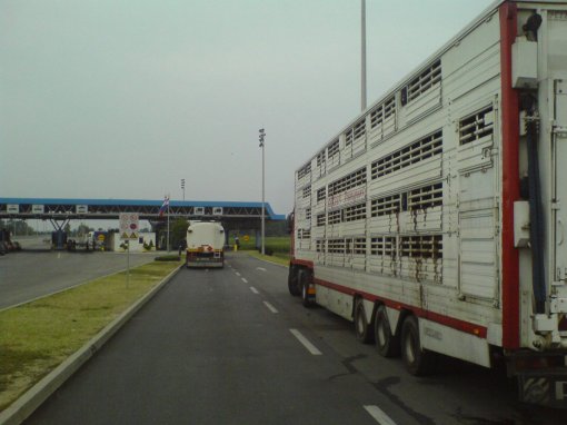 Cows on the Bosnian-Croatian borderline [ 338.42 Kb ]