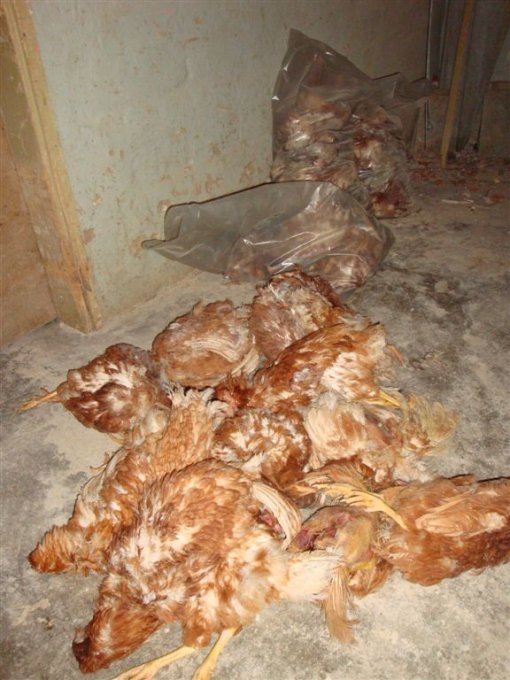 Starved hens of Poljoprerada 13 [ 99.79 Kb ]