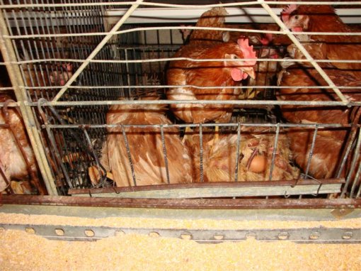 Starved hens of Poljoprerada firm a [ 136.34 Kb ]