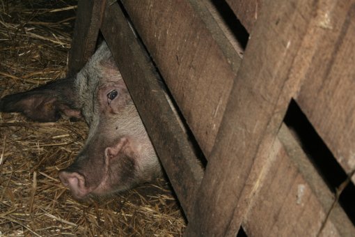 Pig Farm 'Eko Mavrovic' 8 [ 735.33 Kb ]