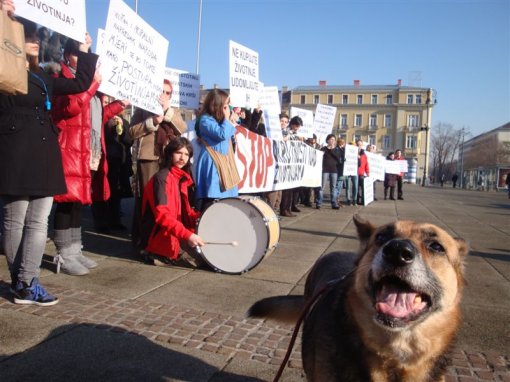 Protest for the implementation of the Animal Protection Act 1 [ 104.50 Kb ]