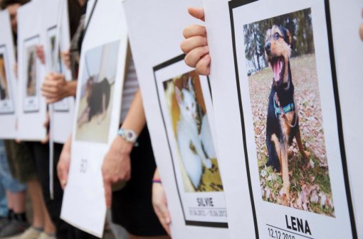 To stop killing and to open shelthers [ 68.39 Kb ]