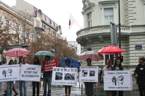 Protest against dolphin killing [ 543.27 Kb ]
