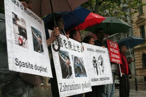 Protest against dolphin killing [ 502.17 Kb ]
