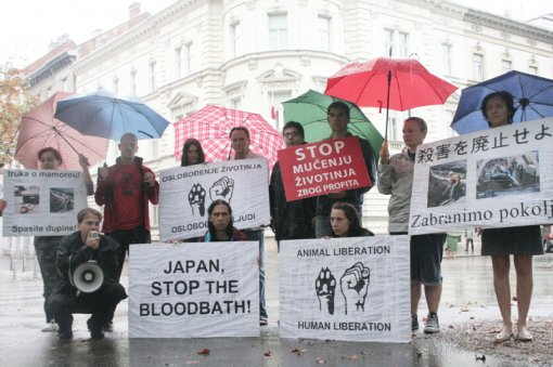 Protest against dolphin killing [ 498.46 Kb ]