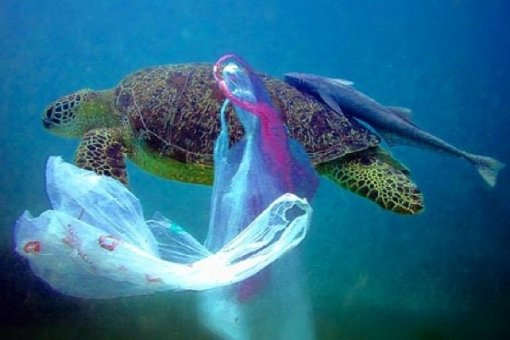 plastic bag in sea [ 53.85 Kb ]