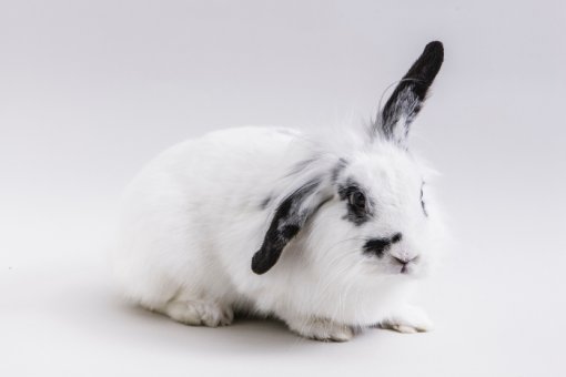 Djurdjica - small bunny [ 98.30 Kb ]