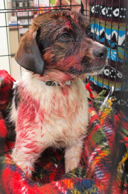 Dog shot by Hunter! 5 [ 231.87 Kb ]
