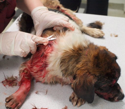 Dog shot by Hunter! 6 [ 248.99 Kb ]