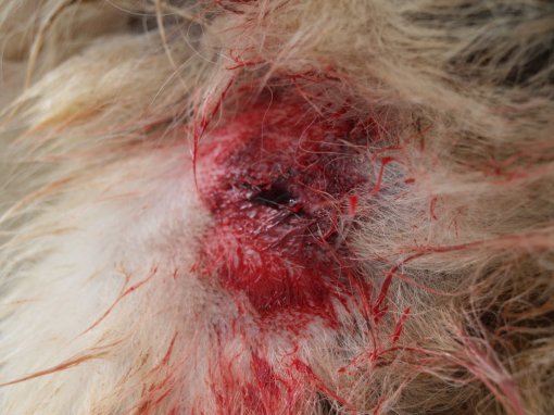Dog shot by Hunter! 13 [ 225.92 Kb ]
