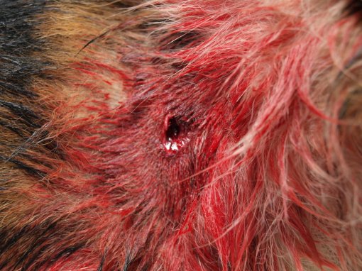 Dog shot by Hunter! 17 [ 239.76 Kb ]