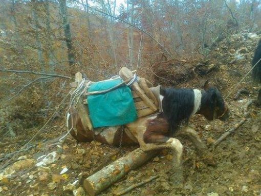 Abused horses - Velebit, Gracac 2