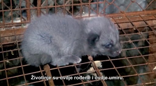 Czech Republic against fur [ 119.68 Kb ]